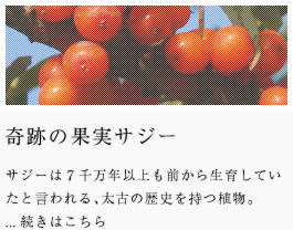 奇跡の果実サジー　サジーベリーは7千万年以上も前から生育したと言われる、太古の歴史を持つ植物。